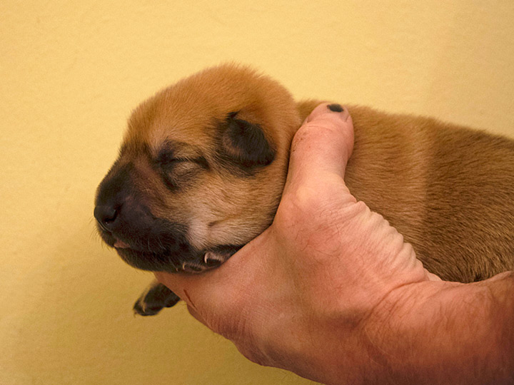 chinook puppy